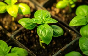 piantine di basilico fresco