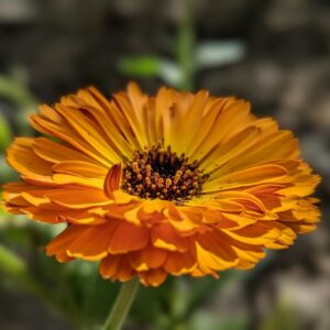 Calendula: la pianta solare facile da coltivare
