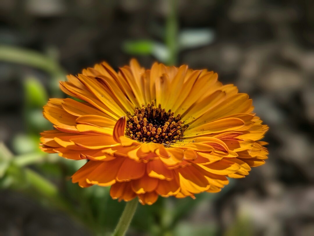 Calendula: la pianta solare facile da coltivare