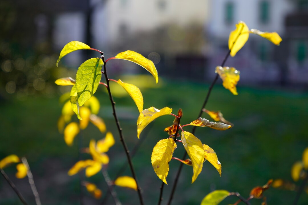 I 10 errori comuni per chi inizia a fare giardinaggio