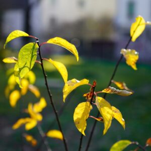 Foglie gialle nelle piante: cause e rimedi