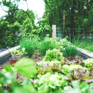 Come iniziare a fare giardinaggio: guida completa per principianti