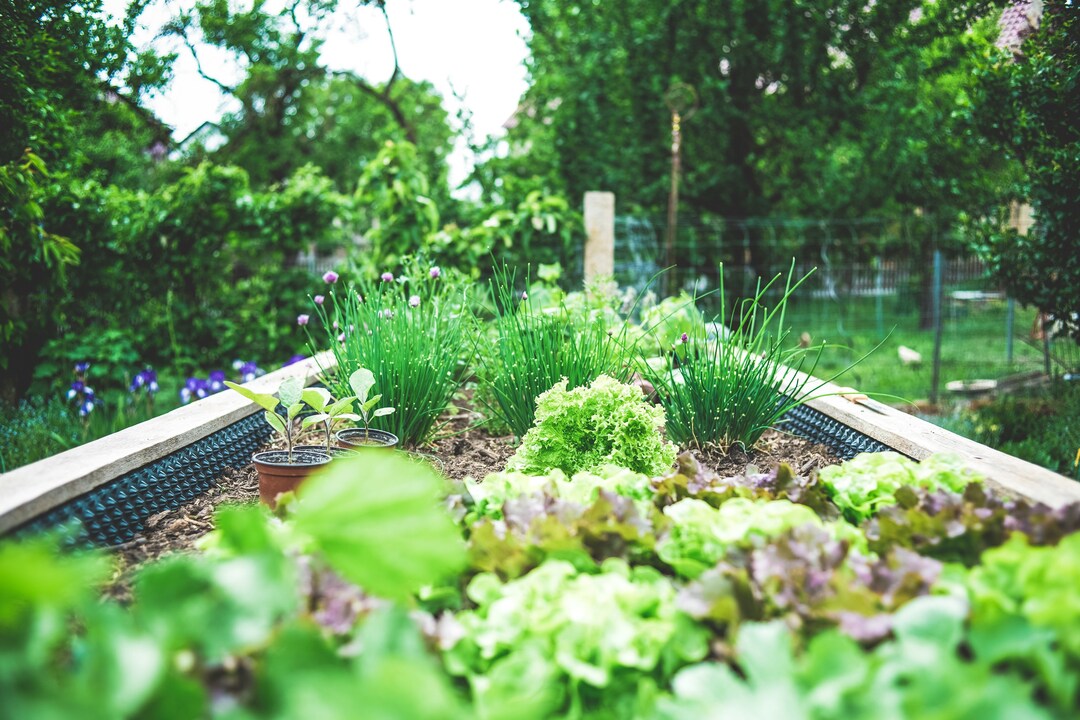 Come iniziare a fare giardinaggio: guida completa per principianti