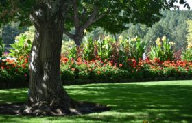 Giardino con prato verde aiuole fiorite e albero al centro