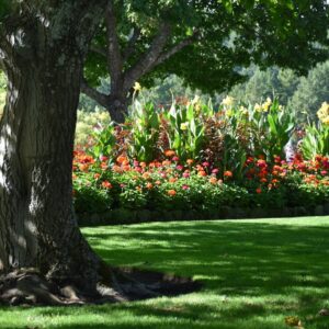 I passi fondamentali per creare il tuo primo giardino