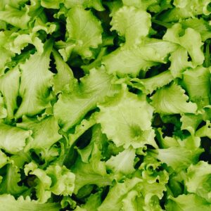 Lattuga: come coltivarla in vaso e orto tutto l’anno