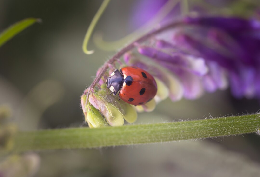 Coccinella su una foglia di un orto biologico con verdure sane coltivate senza prodotti chimici e pesticidi.