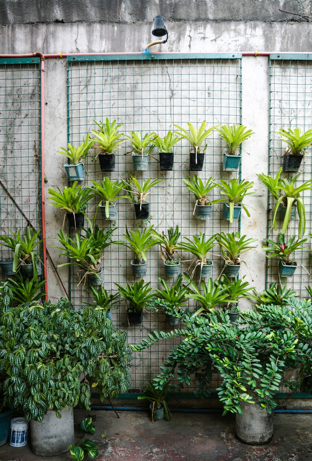 Orto verticale: soluzioni creative per piccoli spazi