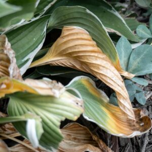 Perché la mia pianta perde le foglie? La guida definitiva per salvarla