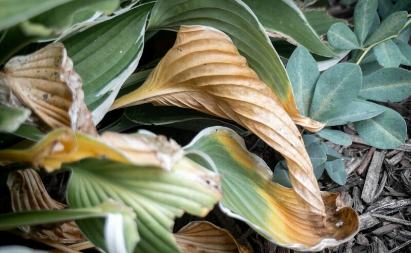 Perché la mia pianta perde le foglie? La guida definitiva per salvarla