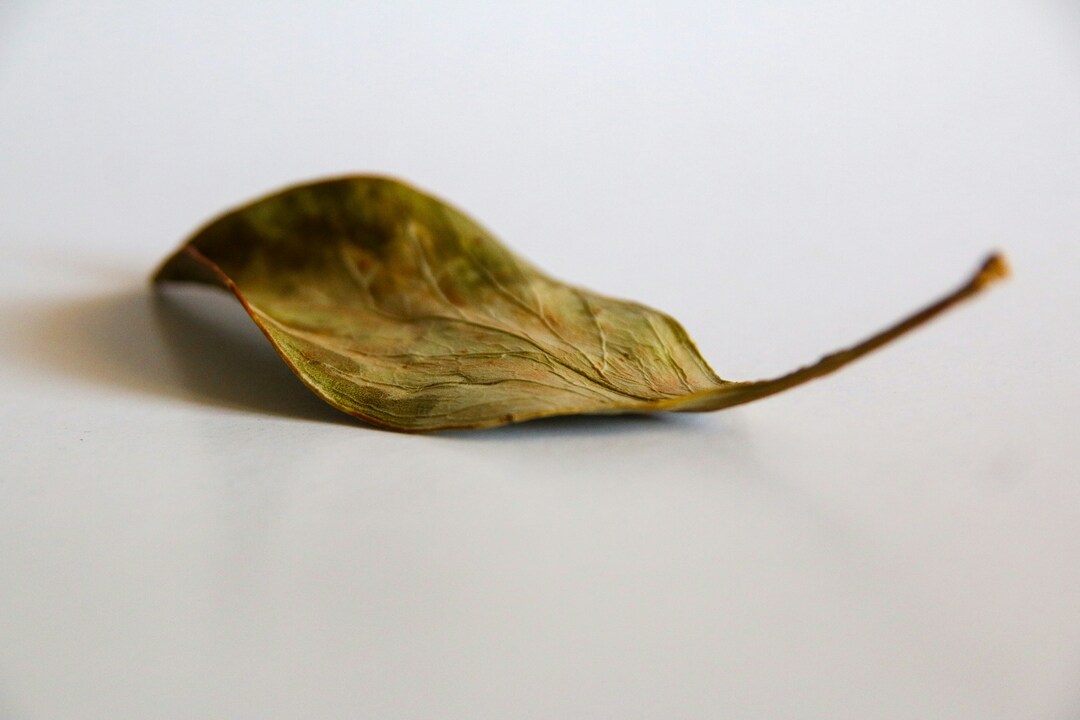 Perché la mia pianta perde foglie?