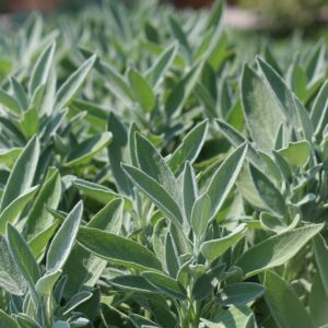 Salvia: guida completa alla coltivazione