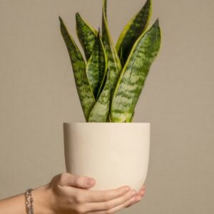 Sansevieria (lingua di suocera): cura e consigli