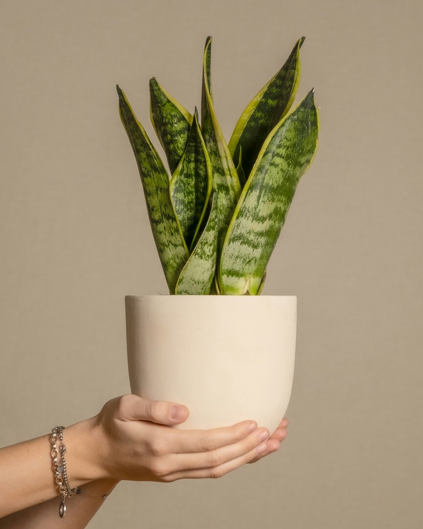 Sansevieria (lingua di suocera): cura e consigli