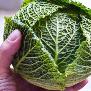 Verza: il cavolo che resiste al gelo e riempie l’orto d’inverno